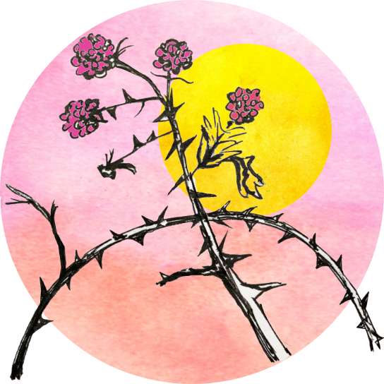 An illustration of four flowers blooming at the tips of thorny branches, with a golden-yellow sun-like orb visible behind the thicket, framed against a water-colored circle in pink hues.