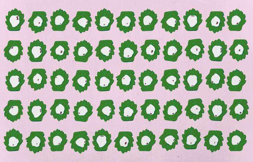An illustration of five rows of green leaf-like shapes, on a light pink field, each with an irregular white blob, punctuated with a bean-like dot.